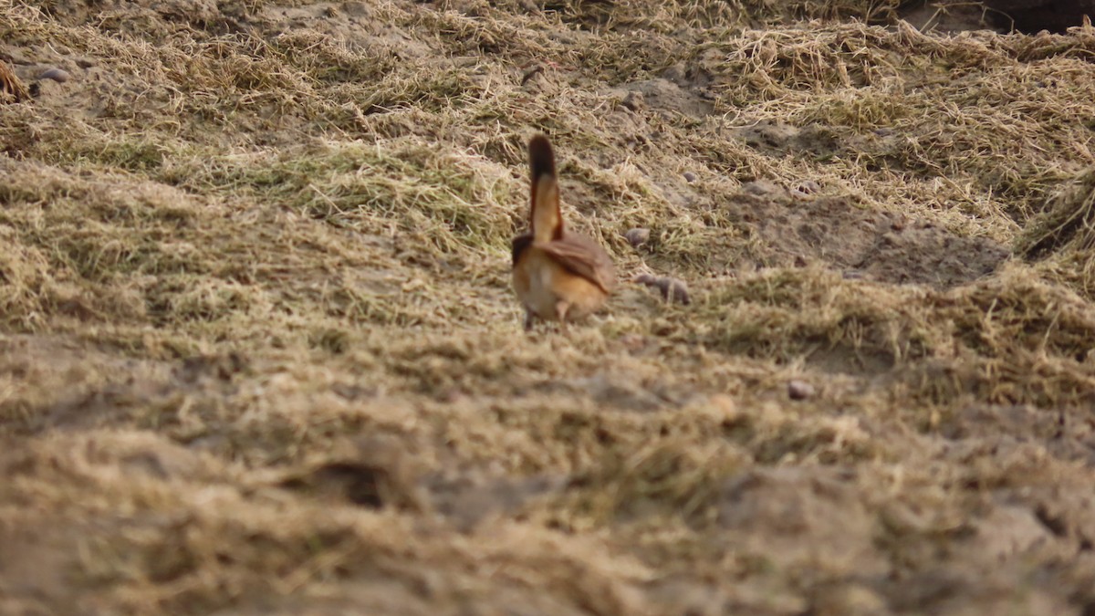 Bluethroat - ML645934253