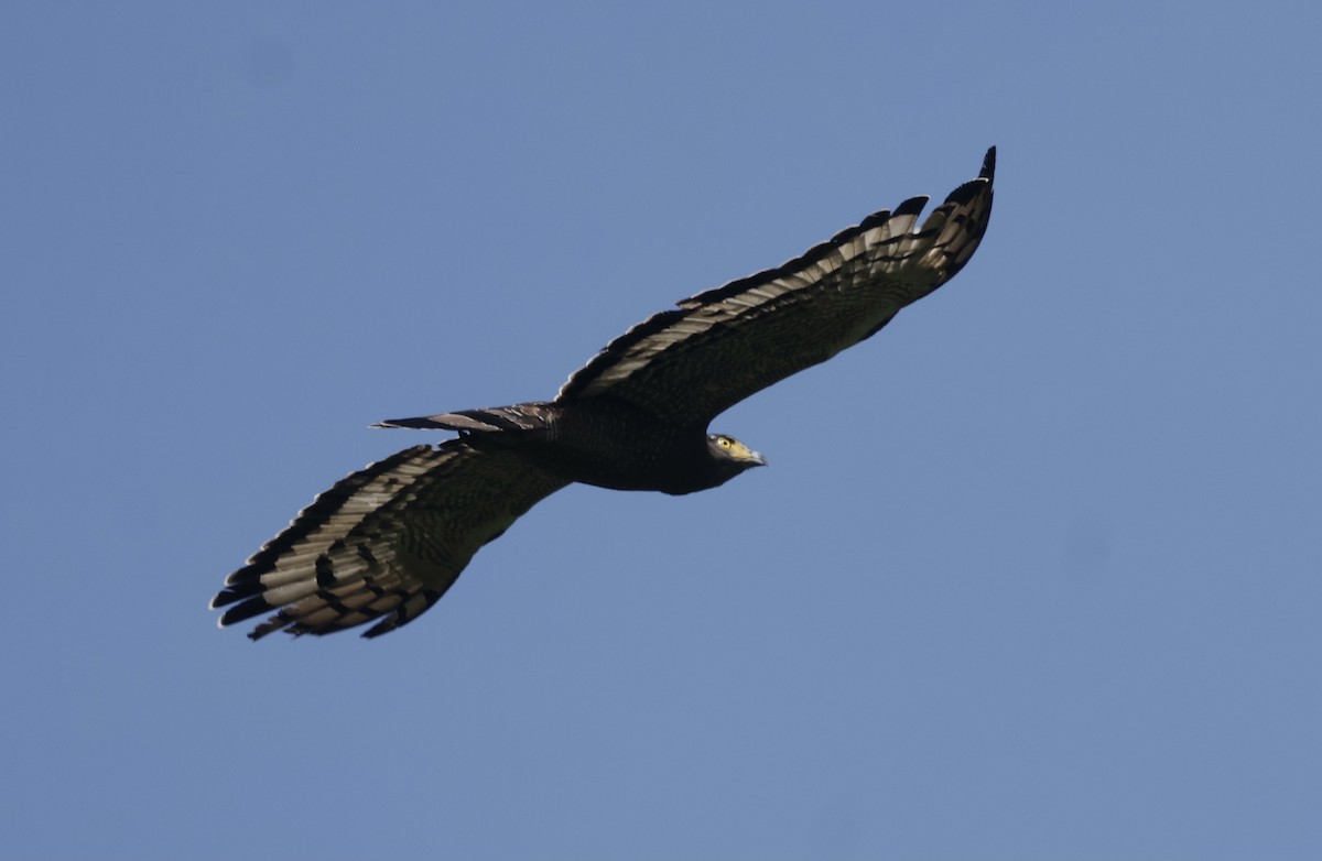 Crested Serpent-Eagle - ML645934254