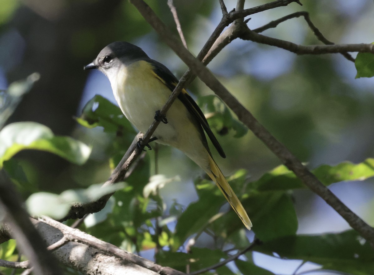 Rosy Minivet - ML645934255