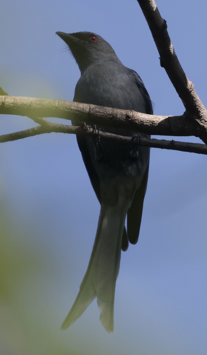 Ashy Drongo - ML645934256