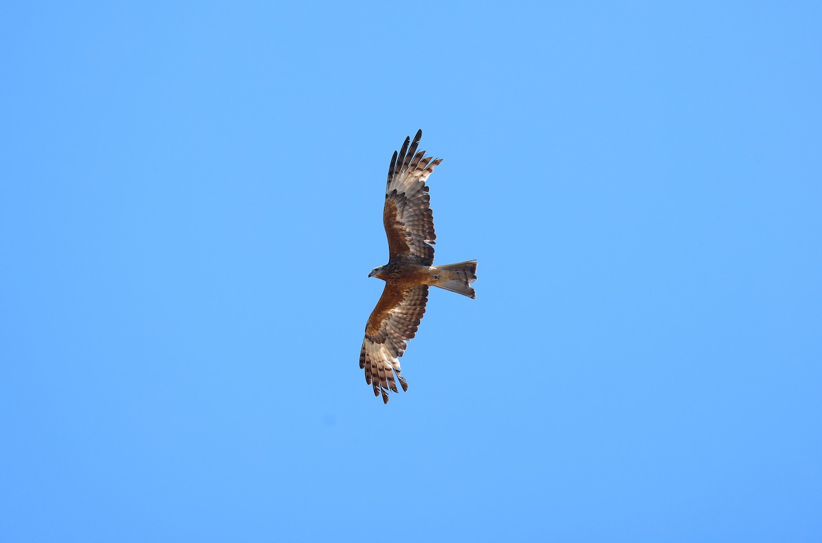 Чубатый коршун - ML645934263