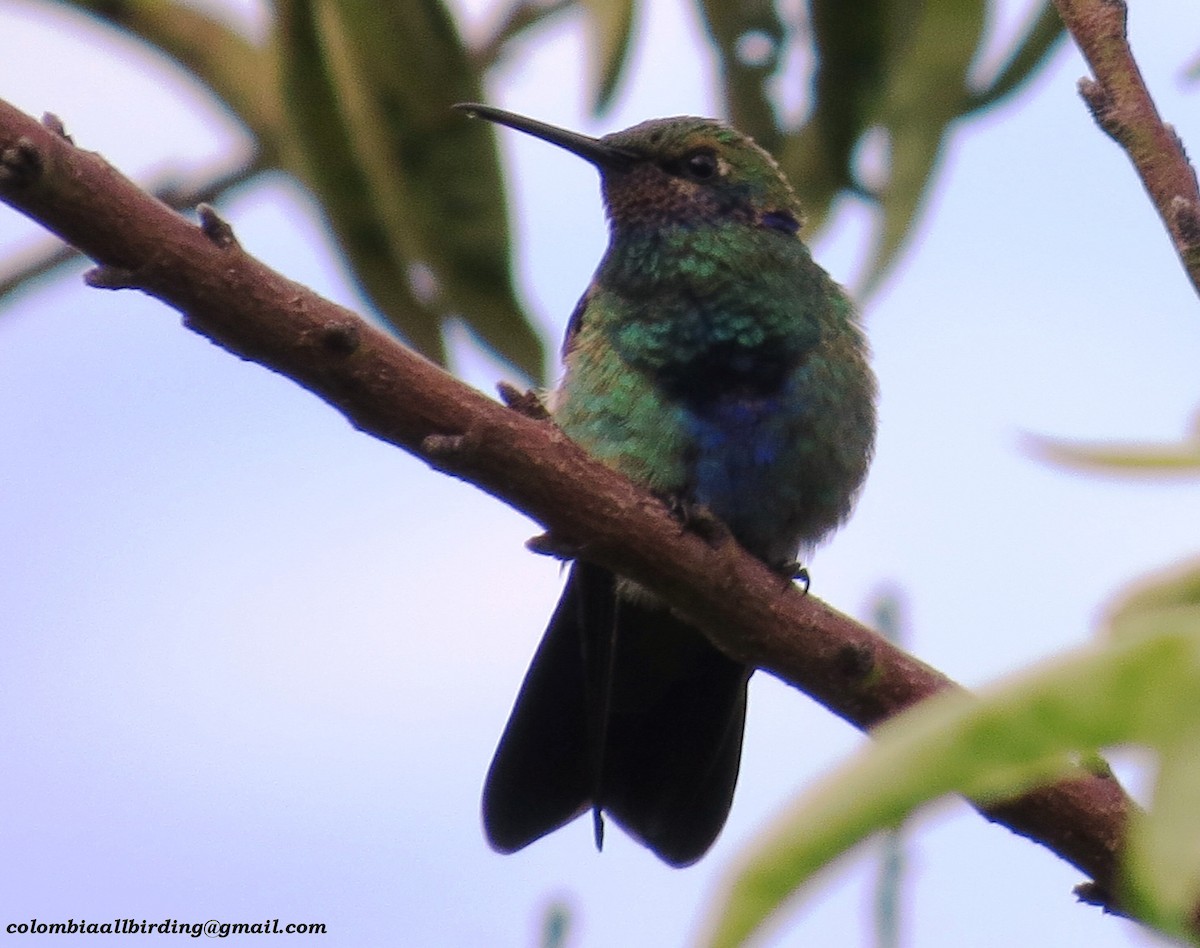 Колібрі синьочеревий - ML645934273