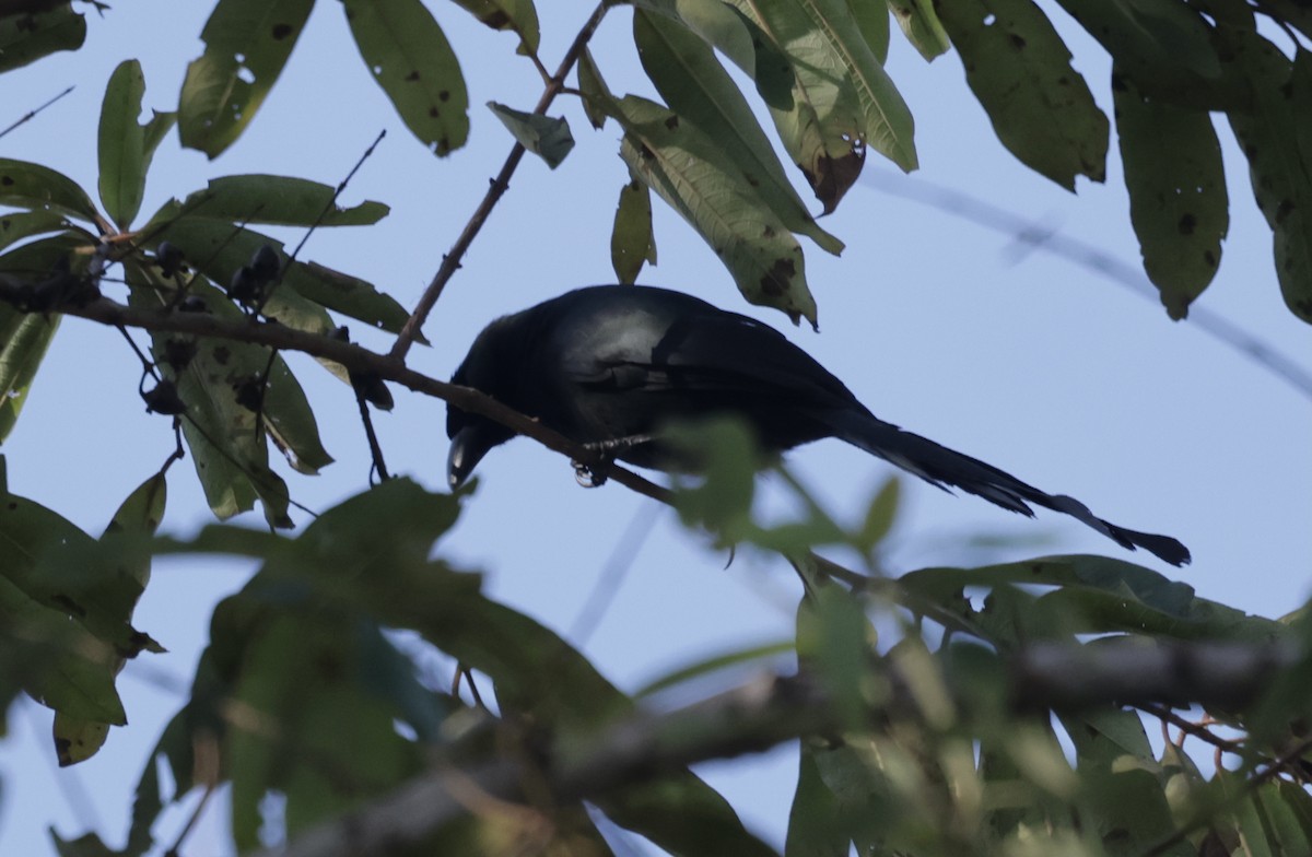Racket-tailed Treepie - ML645934274