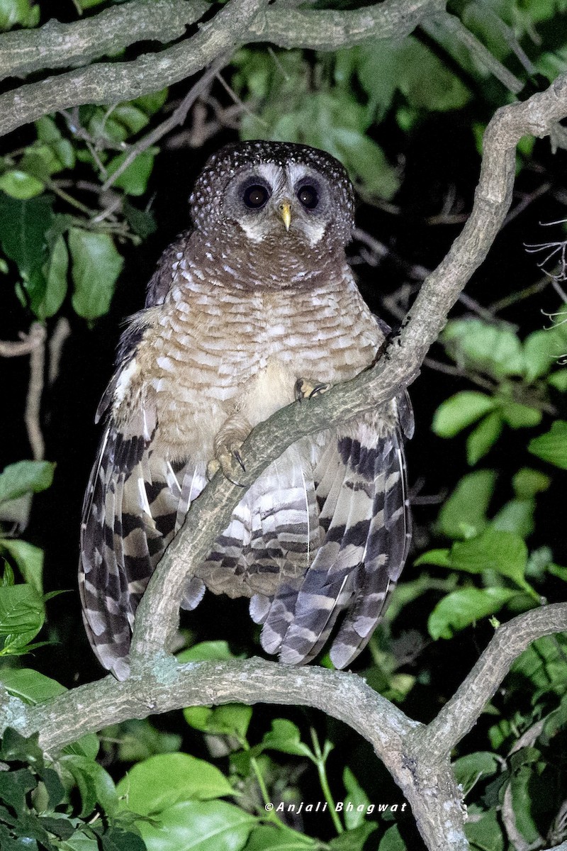 African Wood-Owl - ML645934296