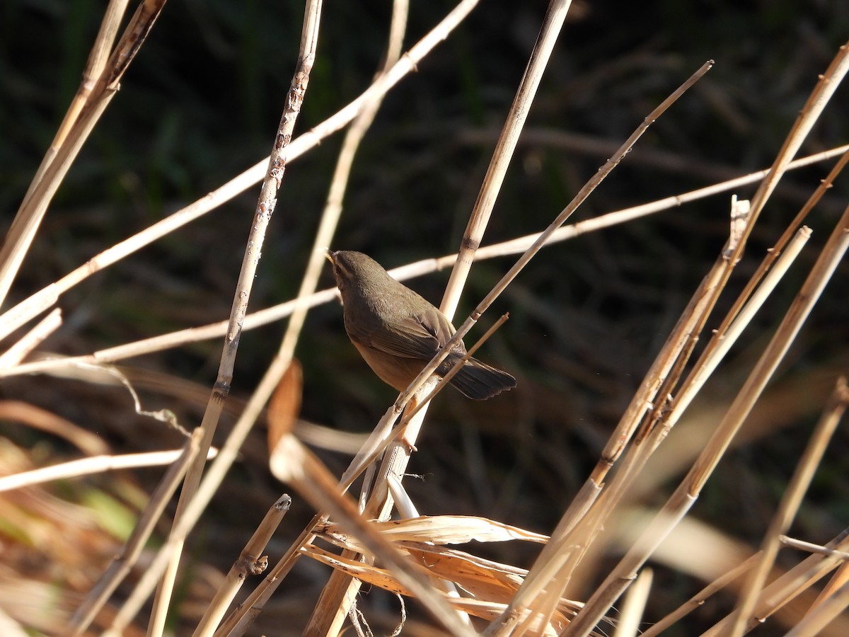 עלווית כהה - ML645934302