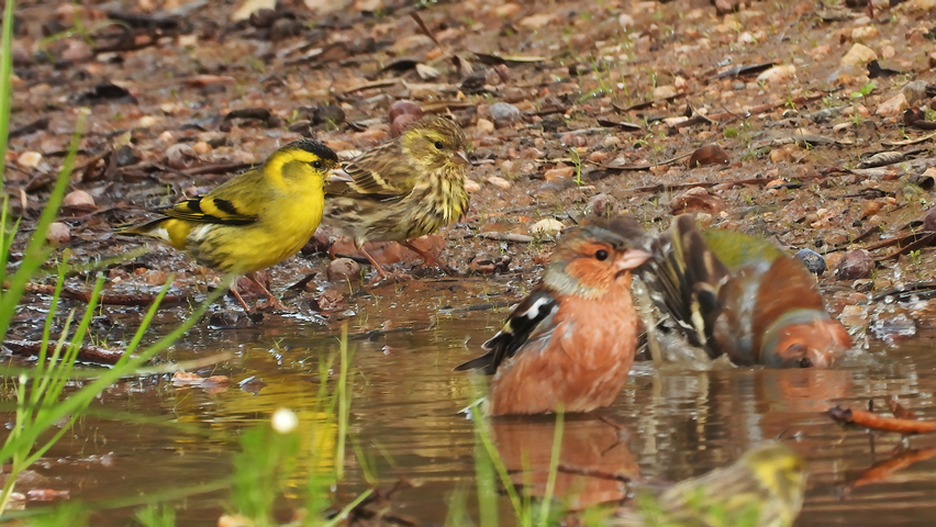 Eurasian Siskin - ML645934323