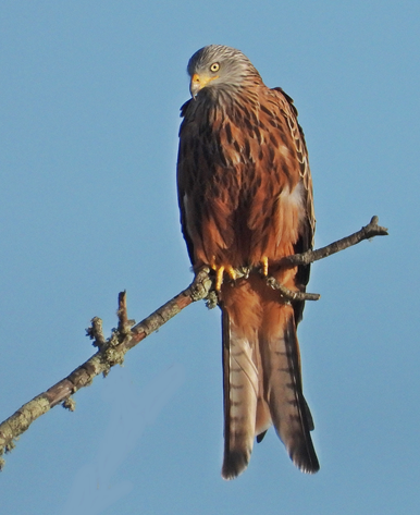 Red Kite - ML645934324