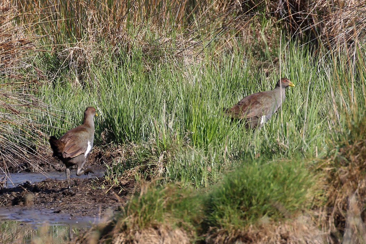 Tasmanian Nativehen - ML645934326