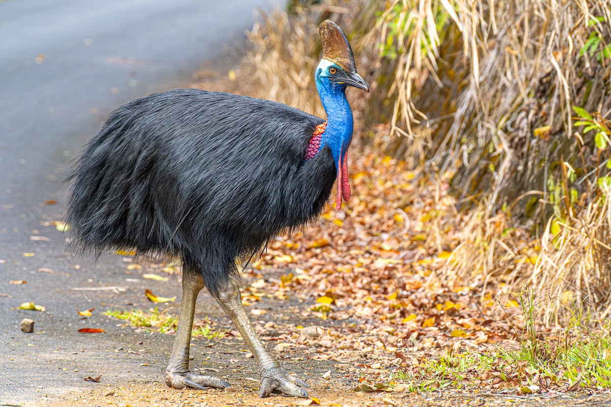 Southern Cassowary - ML645934327