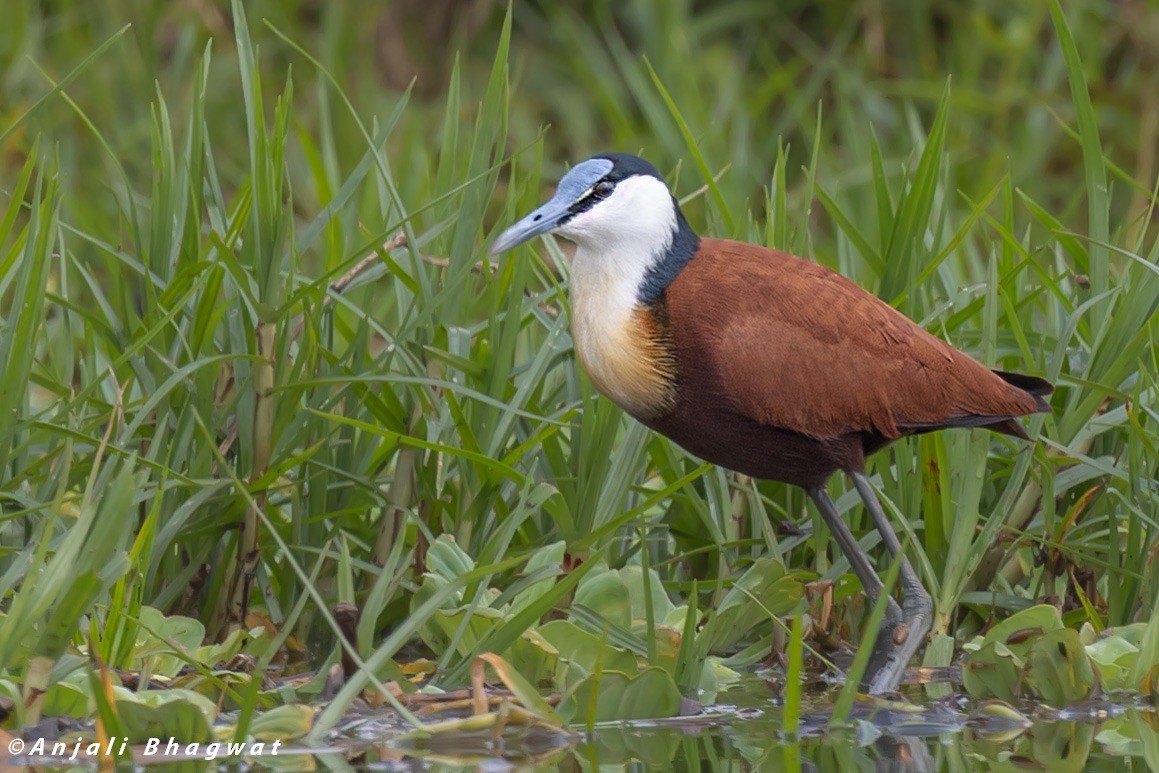African Jacana - ML645934331