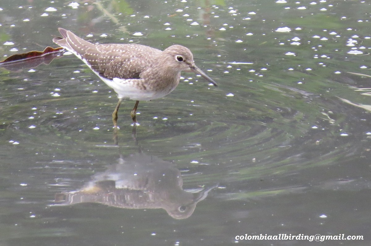 Solitary Sandpiper - ML645934332
