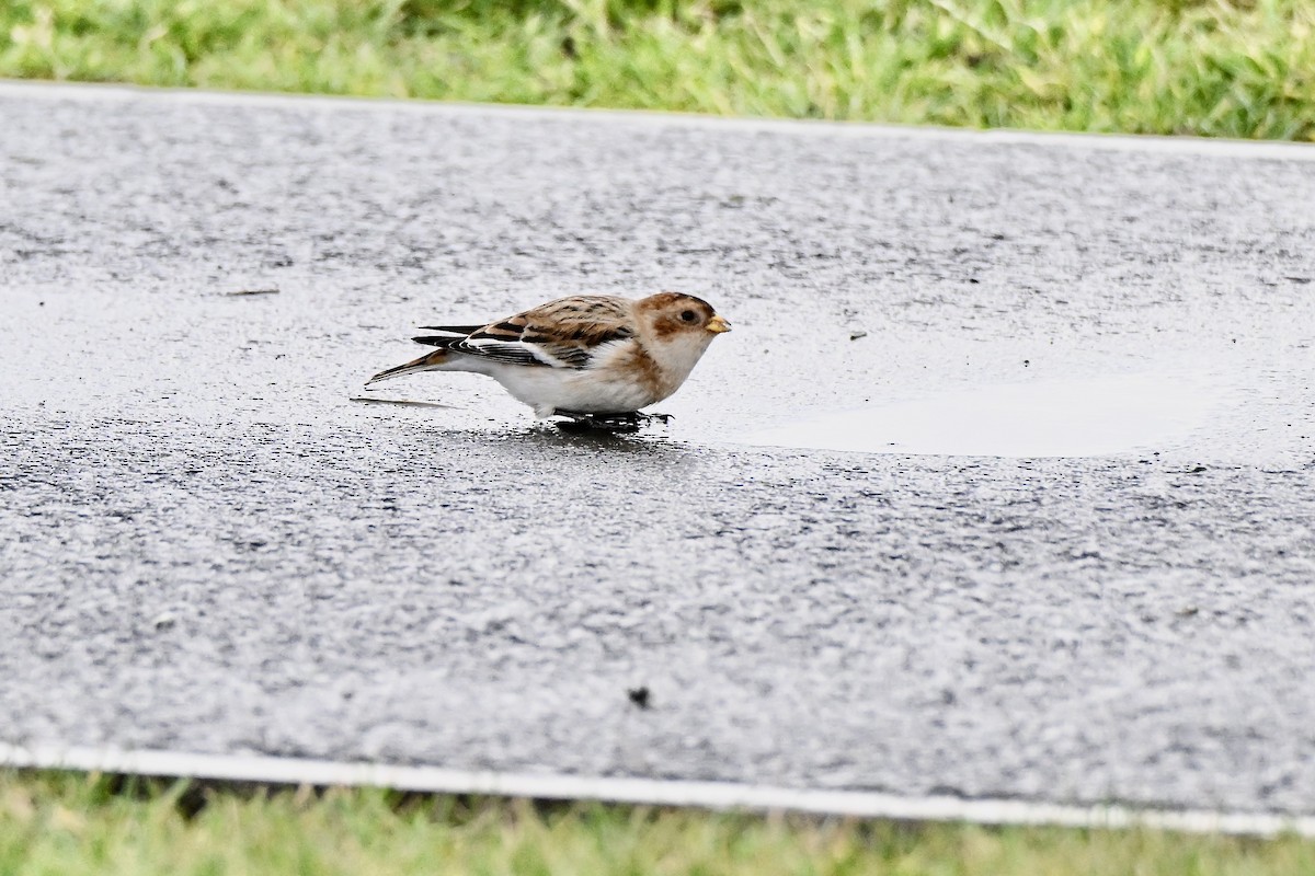 Snow Bunting - ML645934333