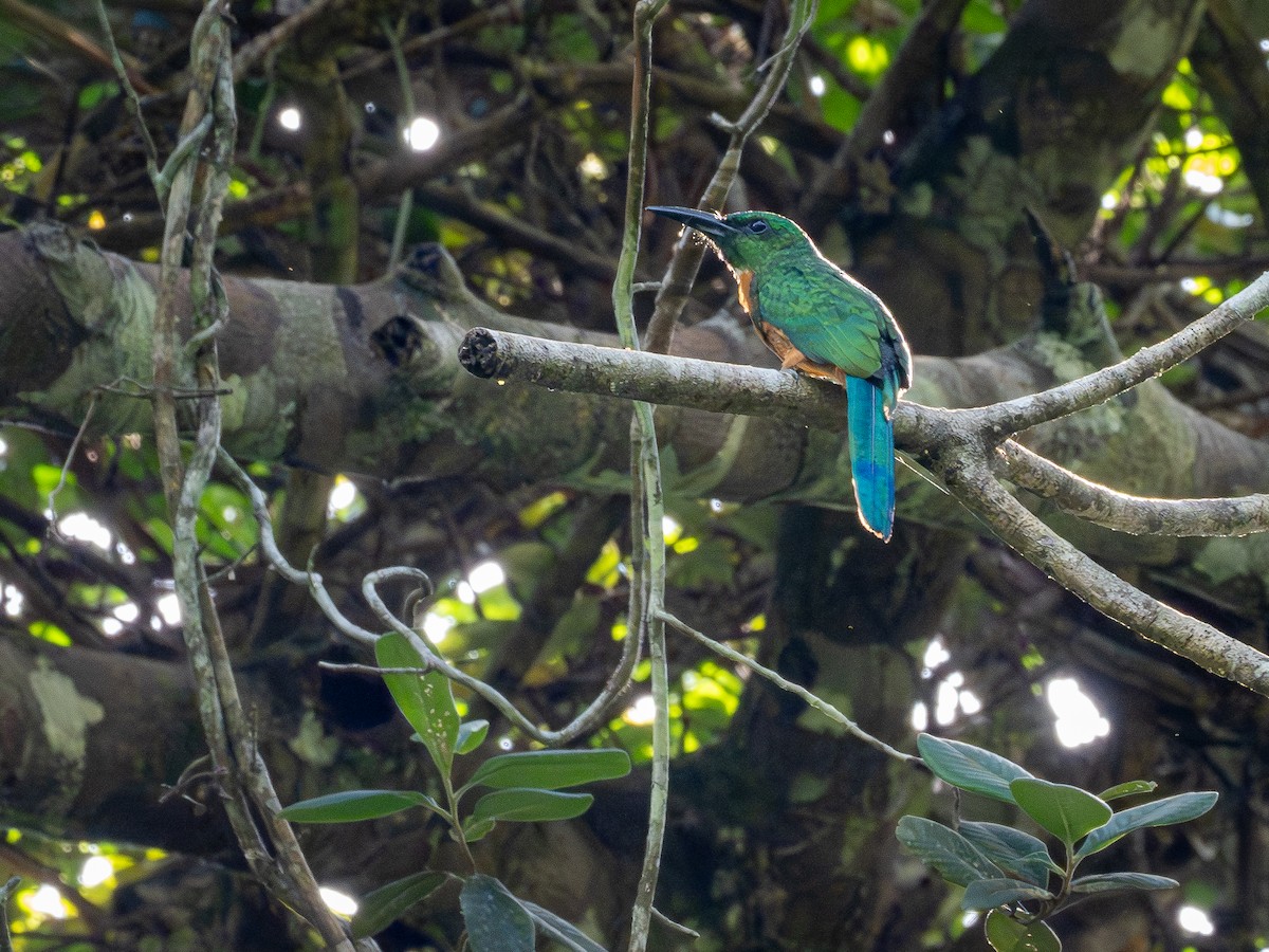 Great Jacamar - ML645934336