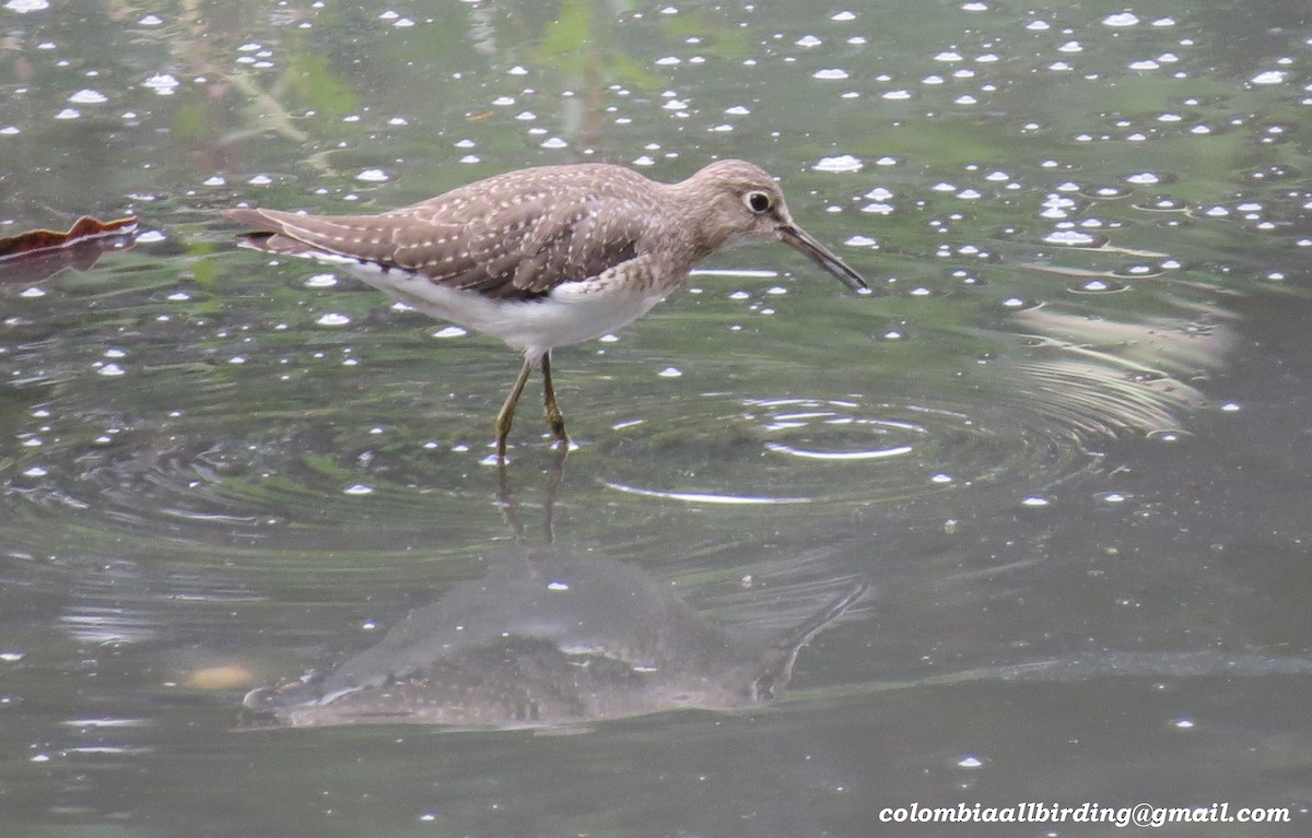 Solitary Sandpiper - ML645934337