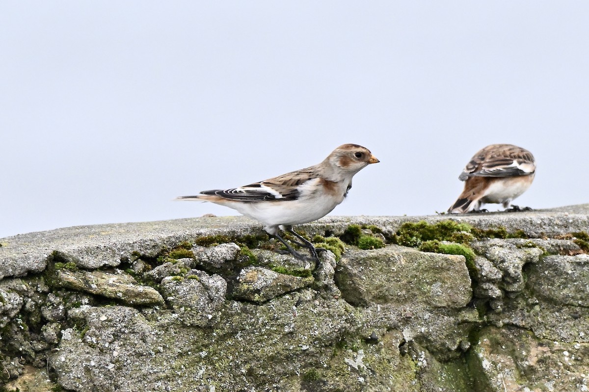 Snow Bunting - ML645934339
