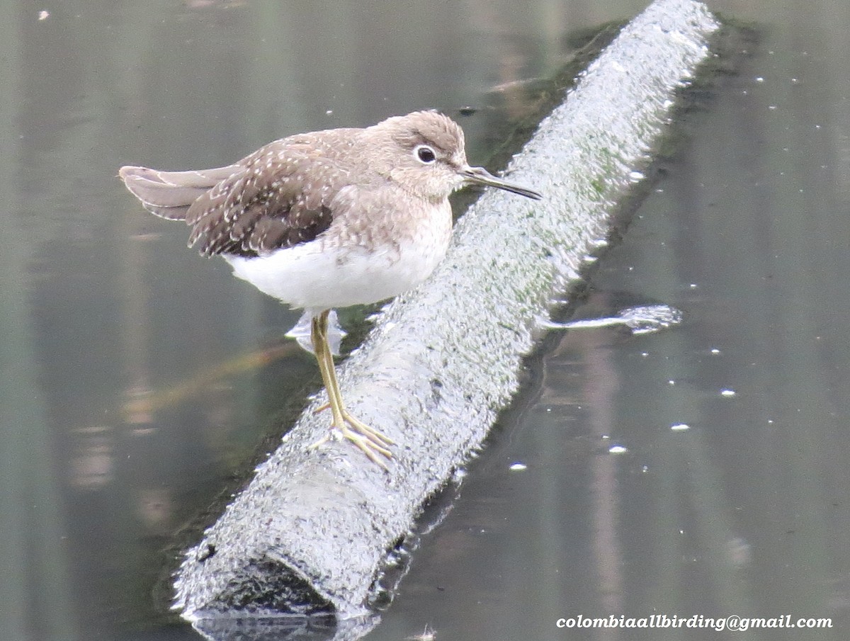 Solitary Sandpiper - ML645934340