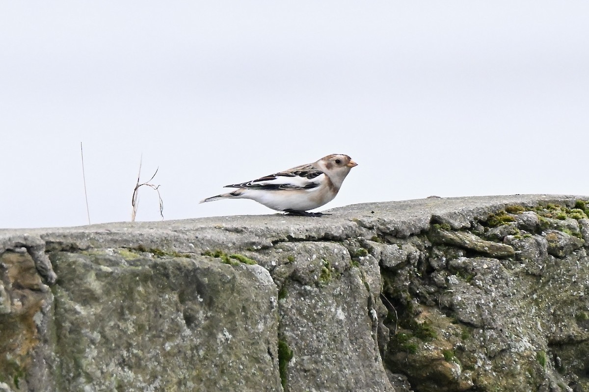 Snow Bunting - ML645934343