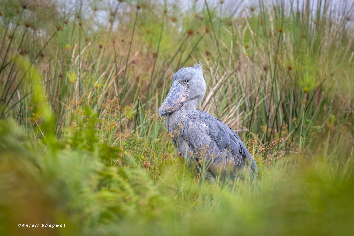 Bec-en-sabot du Nil - ML645934344