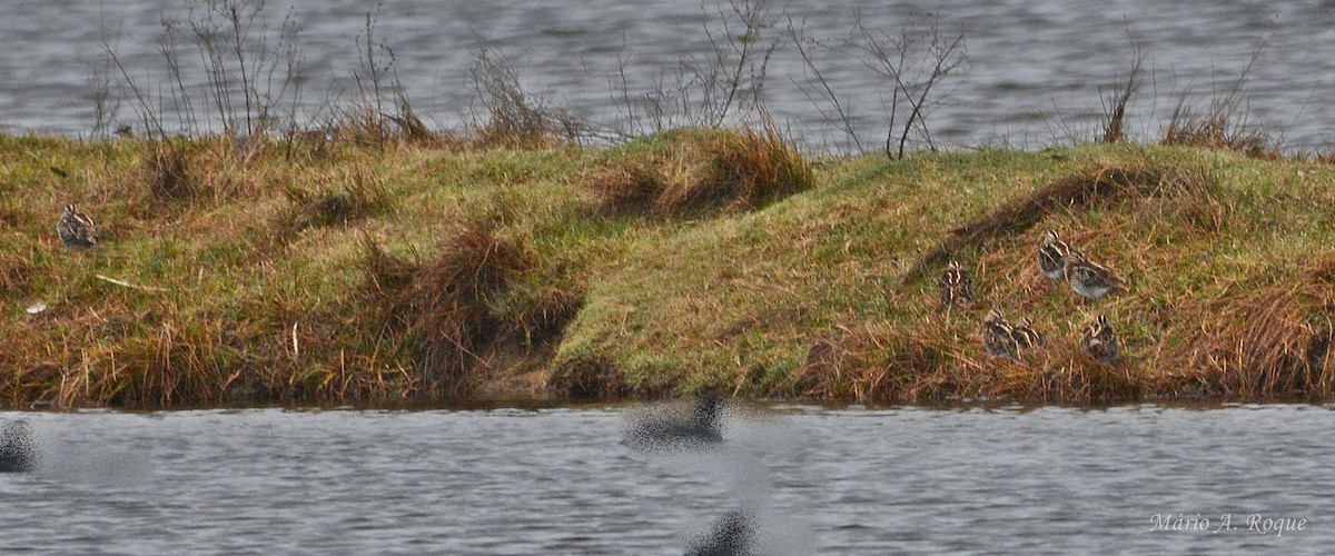 Agachadiza Común - ML645934346