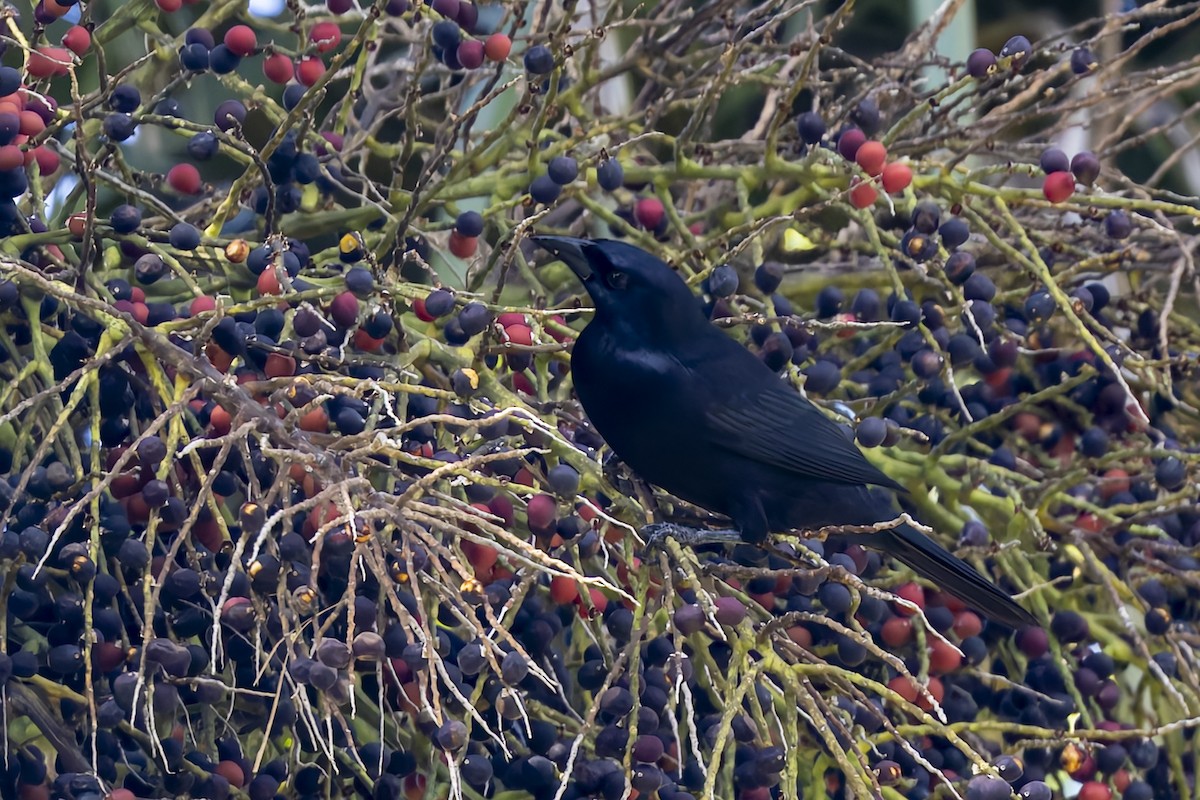Cuban Blackbird - ML645934347