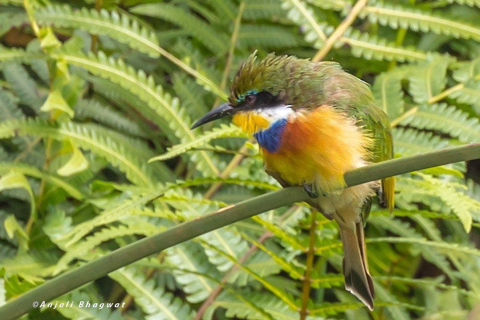 Blue-breasted Bee-eater - ML645934351