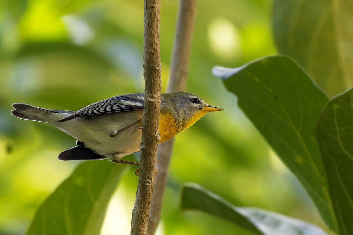 Northern Parula - ML645934358