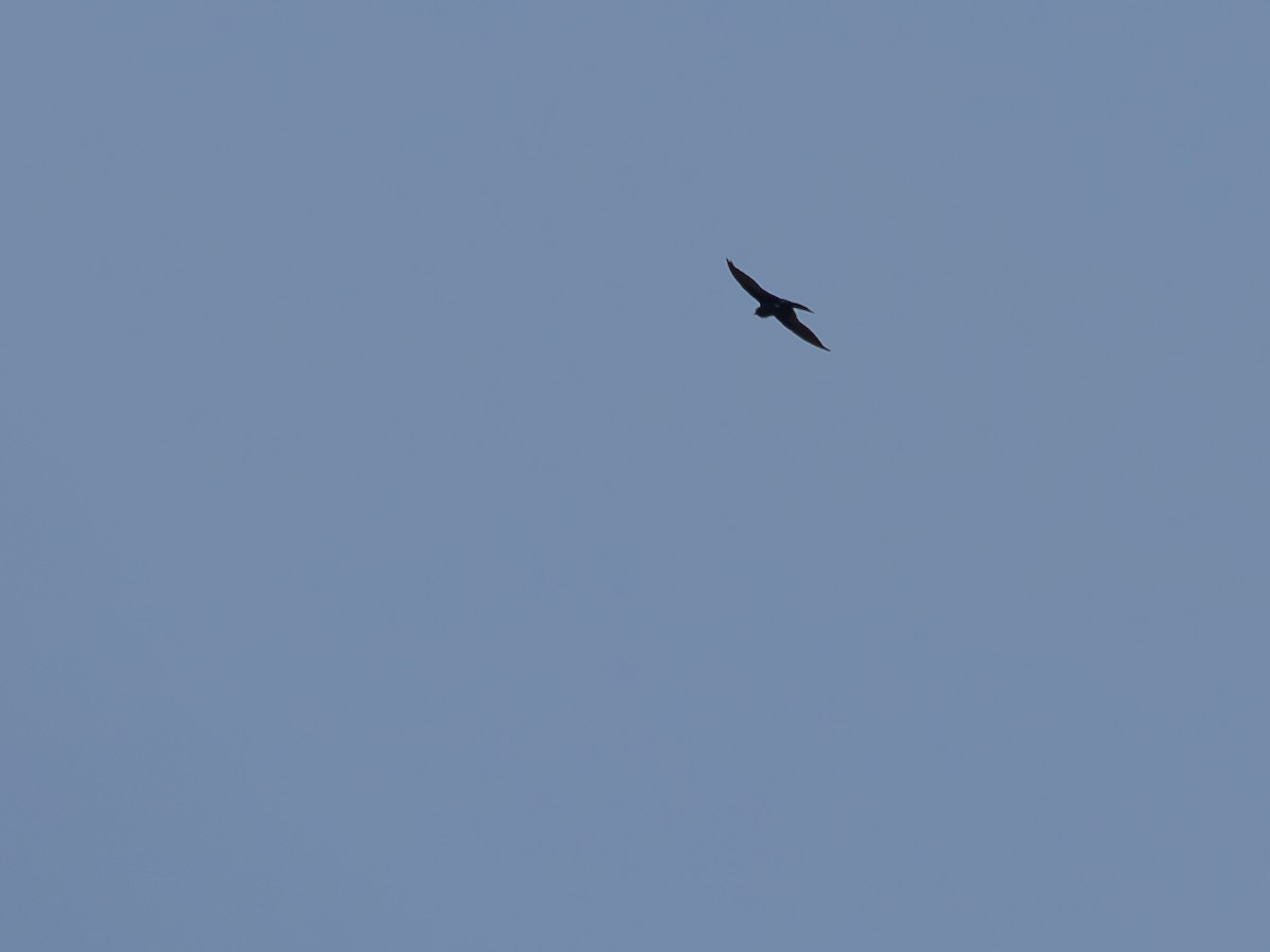 Purple Martin - ML645934366