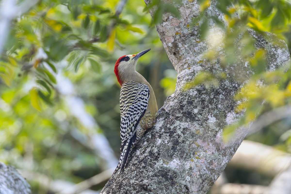 West Indian Woodpecker - ML645934367