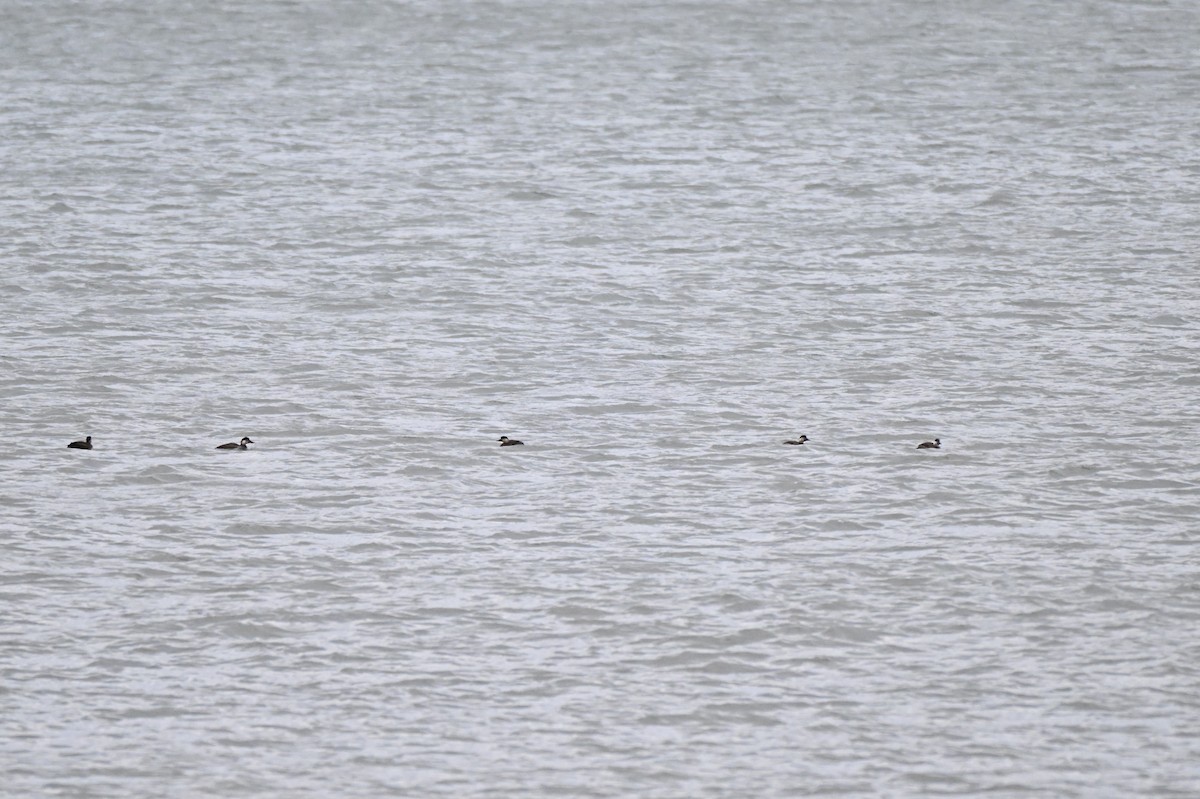 Common Scoter - ML645934368