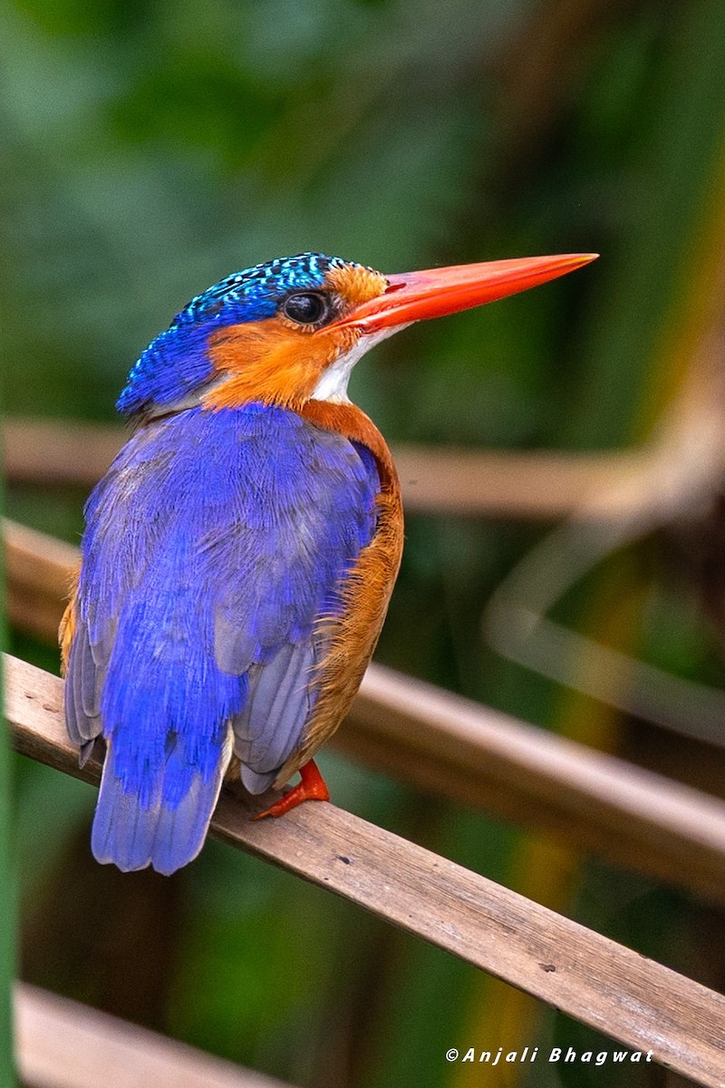 Malachite Kingfisher - ML645934374