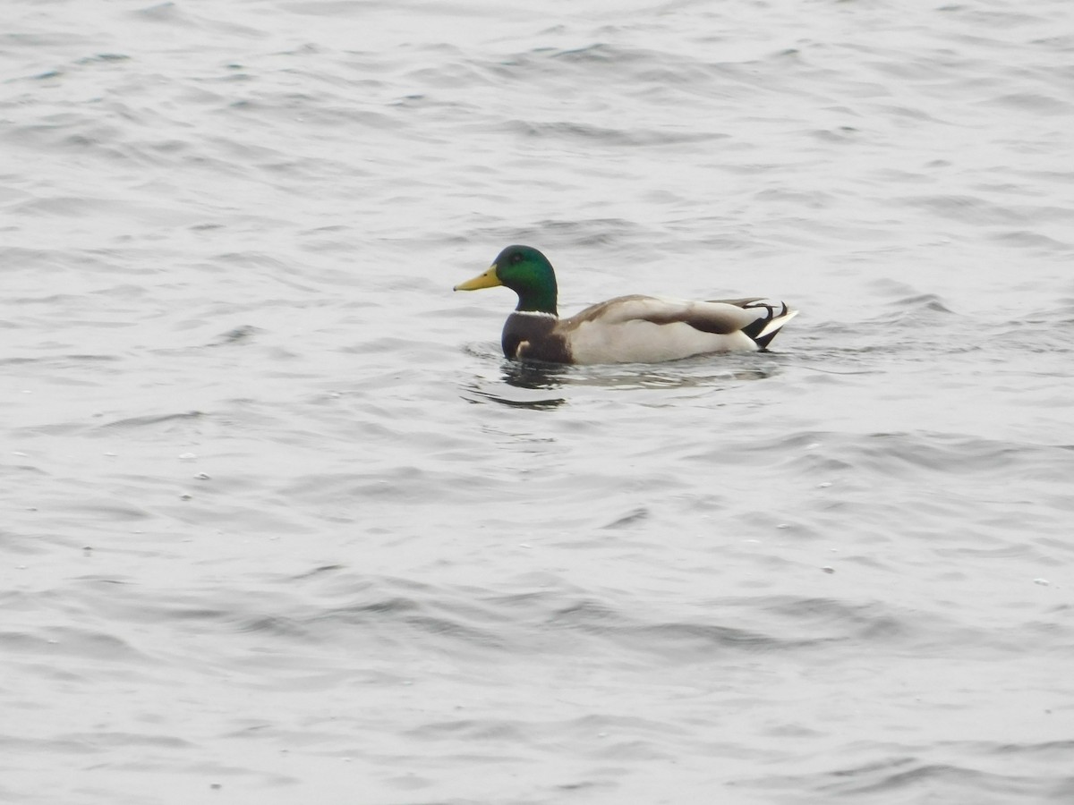 kachna divoká - ML645934375