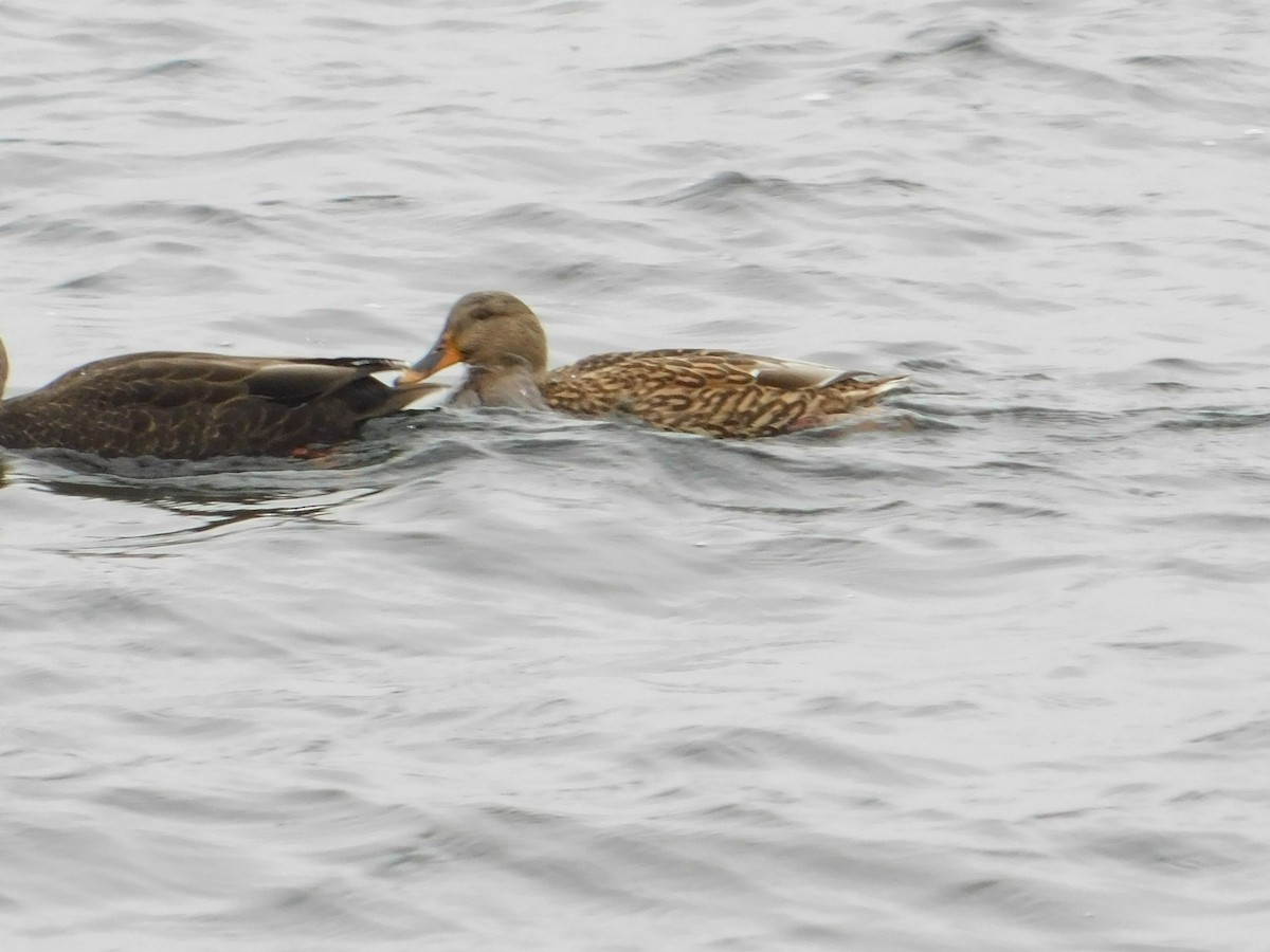 kachna divoká - ML645934377