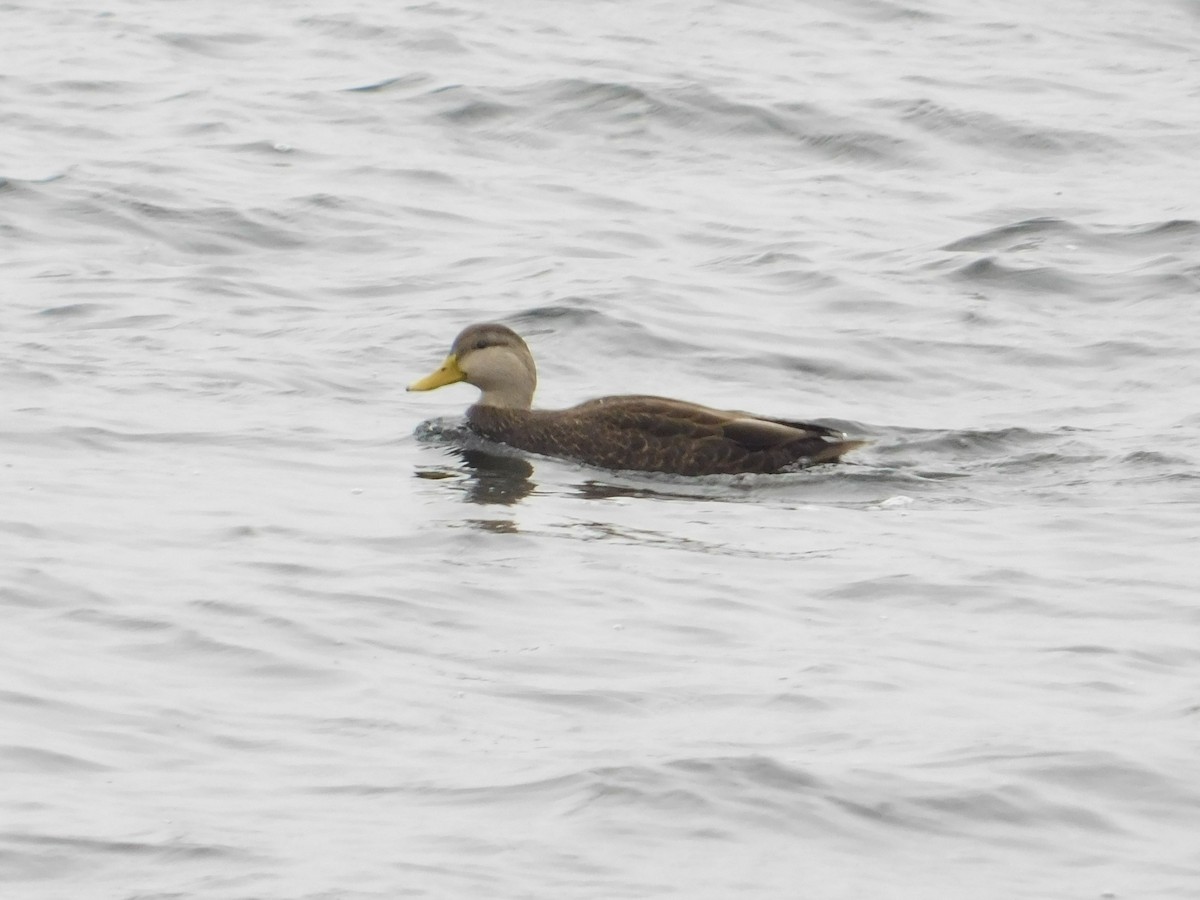 kachna tmavá - ML645934379