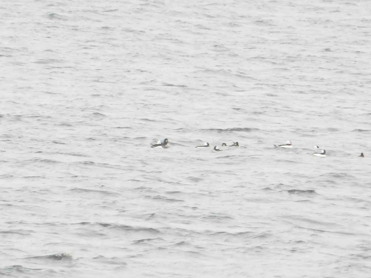 hohol bělavý - ML645934381