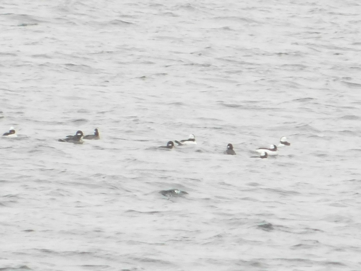 hohol bělavý - ML645934383