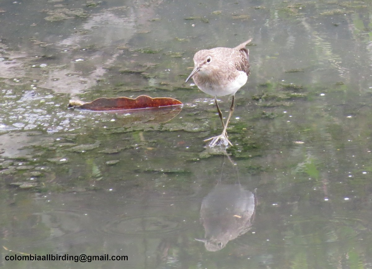 Solitary Sandpiper - ML645934386