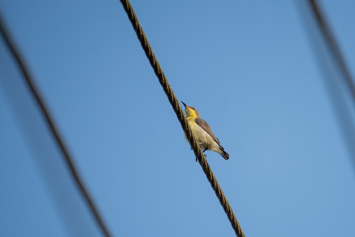 Purple Sunbird - ML645934390