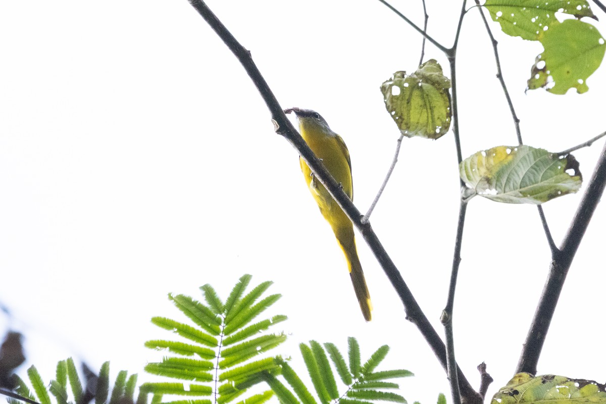 gråhakemønjefugl - ML645934391