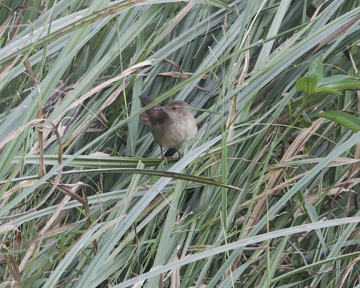 Highland Rush Warbler - ML645934397