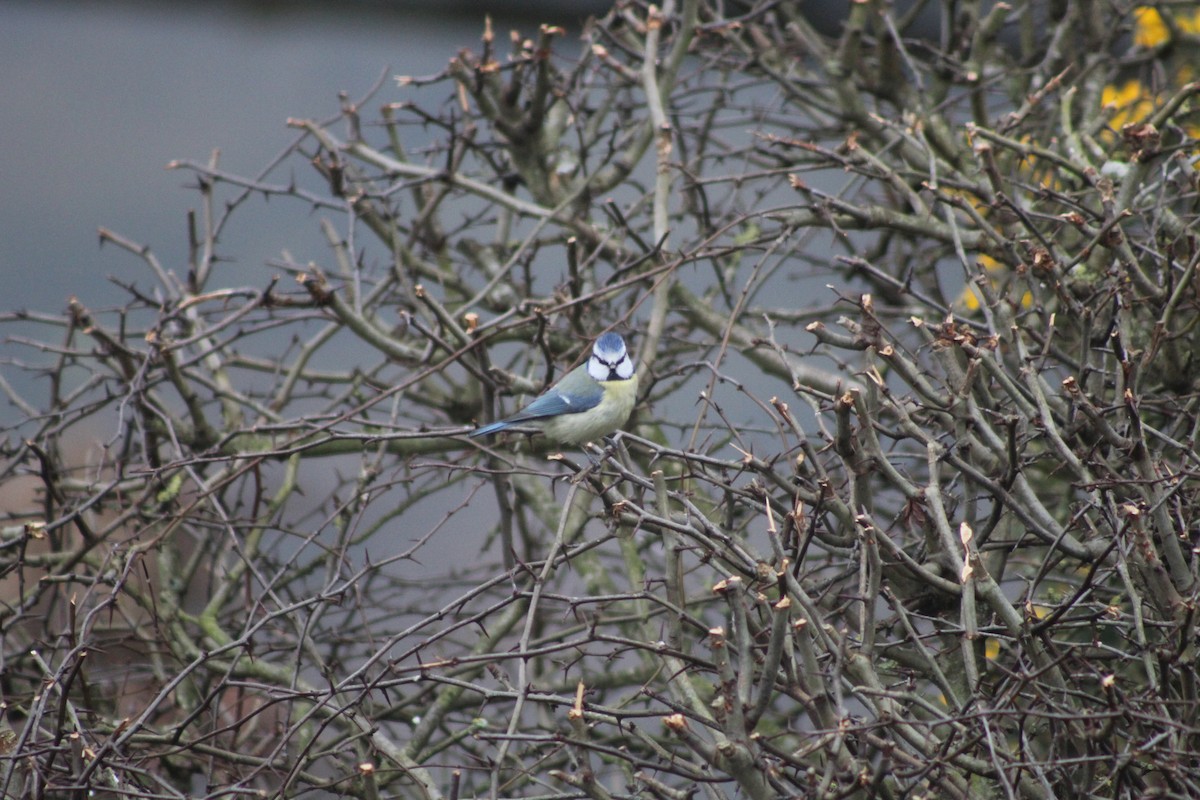 Eurasian Blue Tit - ML645934398