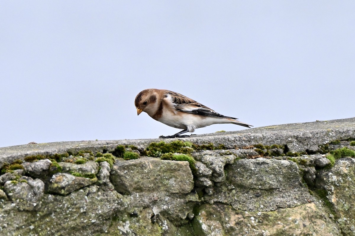 Snow Bunting - ML645934399