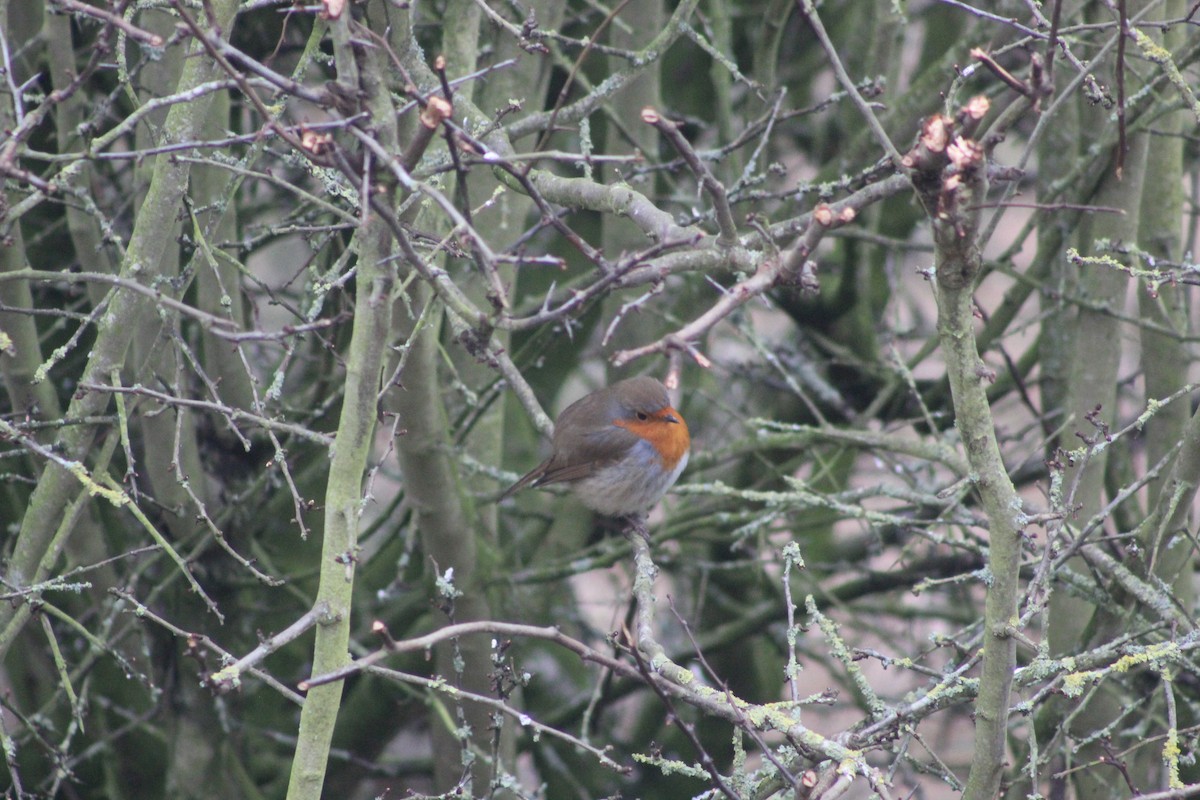 European Robin - ML645934400