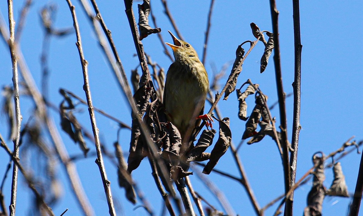 River Warbler - ML645934401