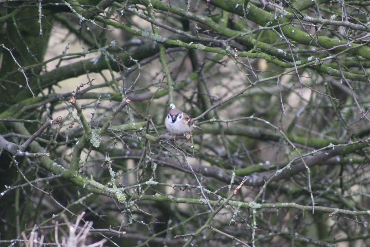 Eurasian Tree Sparrow - ML645934402