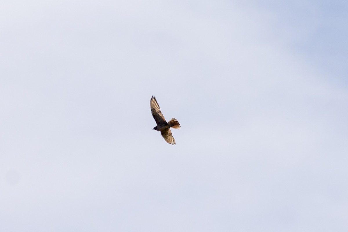 Brown Falcon - ML645934404