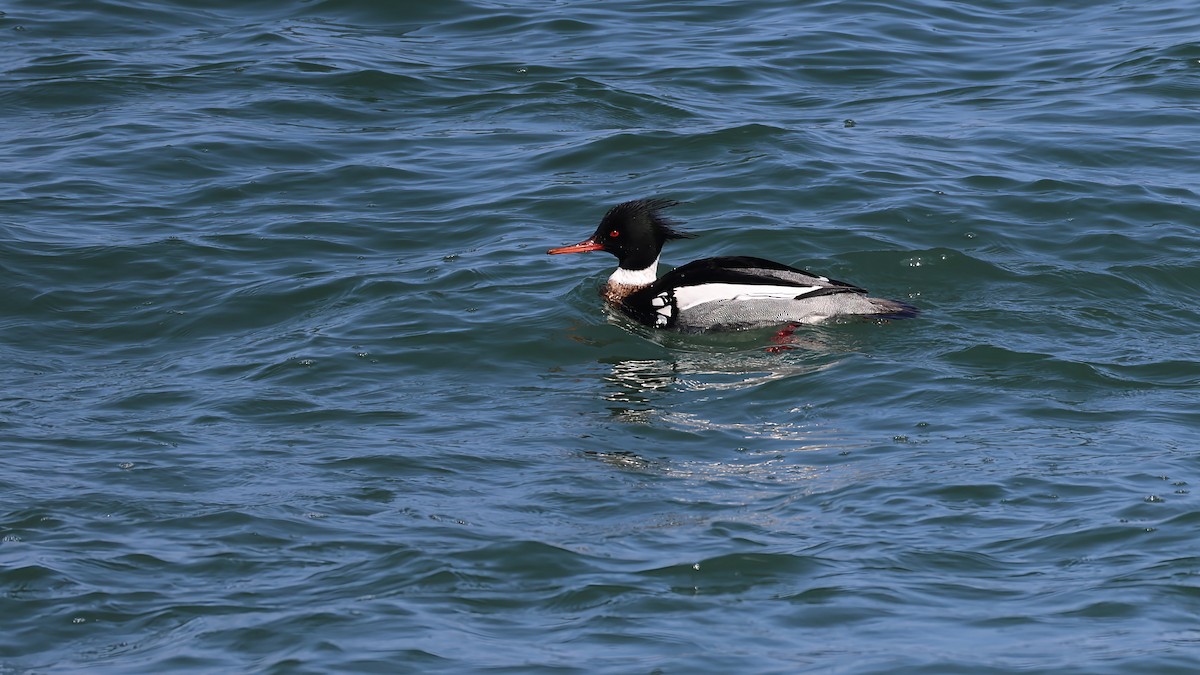 Red-breasted Merganser - ML645934405