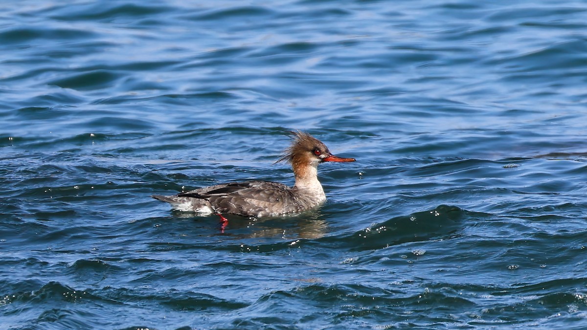 Red-breasted Merganser - ML645934406