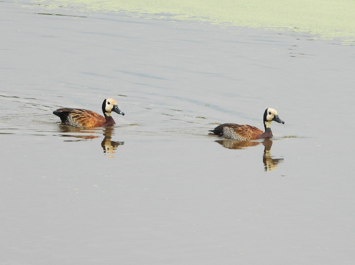 White-faced Whistling-Duck - ML645934407