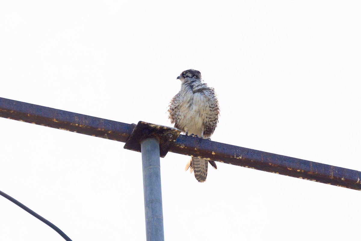 Brown Falcon - ML645934408