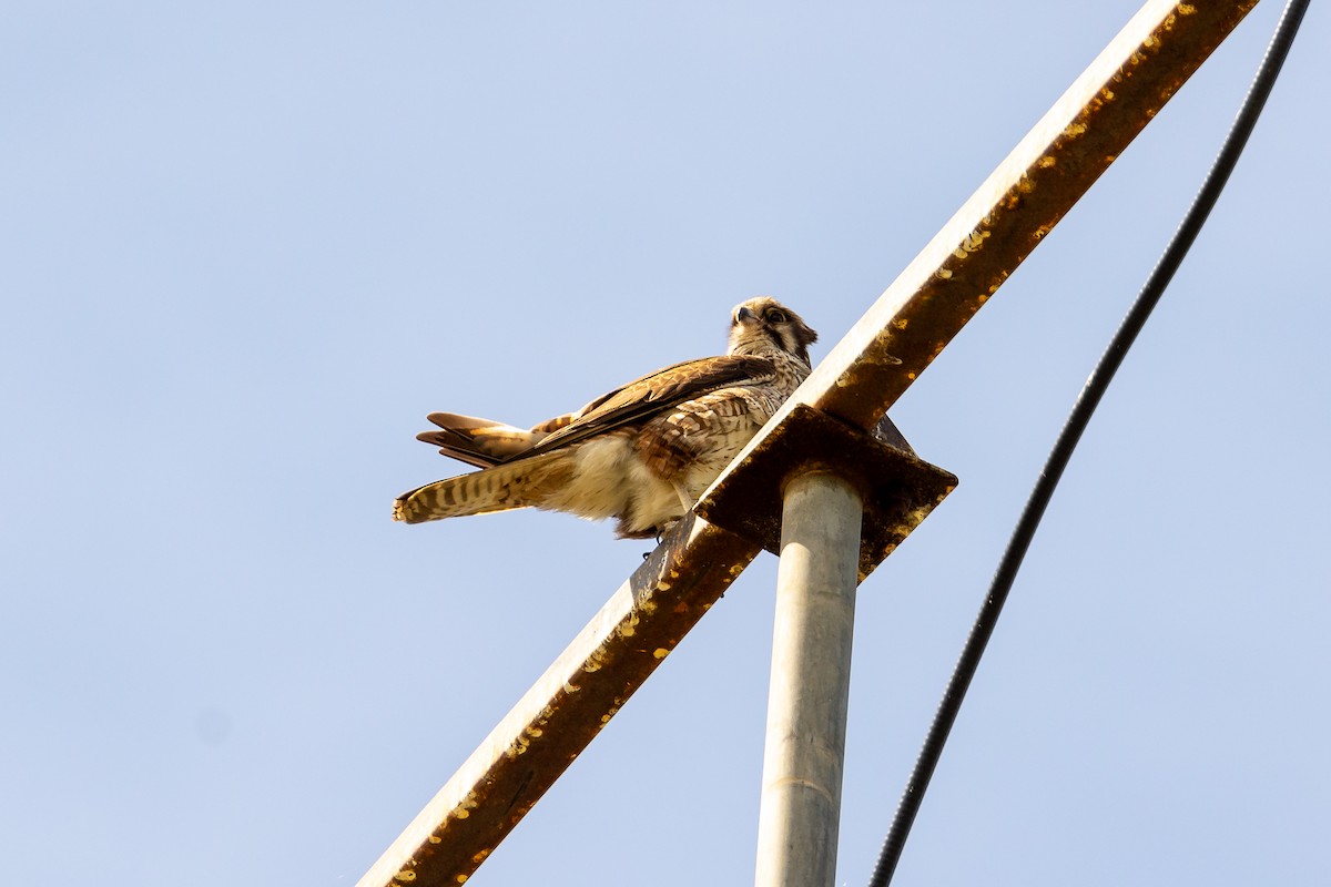 Brown Falcon - ML645934409